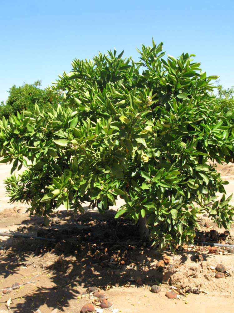            Habit (Riverside, CA)   